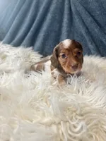Longhair red dapple , a female Miniature Dachshund for sale in Fredericksburg, VA – 2 of 3