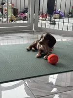 Choco dapple , a female Miniature Dachshund for sale in Fredericksburg, VA – 2 of 5