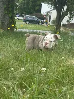 Lilac tan 1 , a male English Bulldog for sale in Fredericksburg, VA – 5 of 6