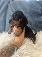 Black tan boy , a male Miniature Dachshund for sale in Fredericksburg, VA – 2 of 3