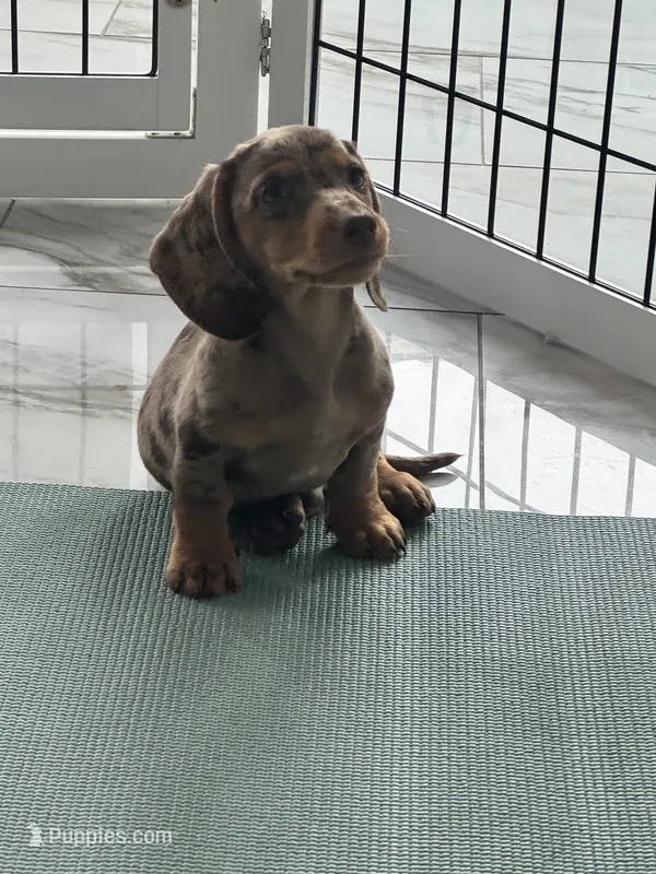 Choco dapple boy 2 – Miniature Dachshund puppy for sale in Fredericksburg, VA