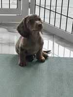 Choco dapple boy 2, a male Miniature Dachshund for sale in Fredericksburg, VA – 1 of 9