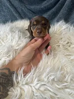 Choco girl , a female Miniature Dachshund for sale in Fredericksburg, VA – 3 of 3