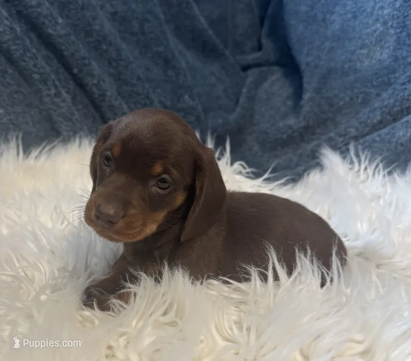 Choco  – Miniature Dachshund puppy for sale in Fredericksburg, VA