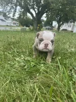 Lilac tan boy 2 , a male English Bulldog for sale in Fredericksburg, VA – 5 of 6