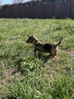 Choco dapple girl , a female Miniature Dachshund for sale in Fredericksburg, VA – Photo 3 of 3