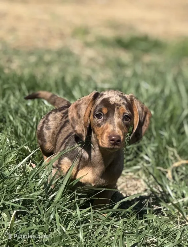 Choco dapple girl  – Miniature Dachshund puppy for sale in Fredericksburg, VA
