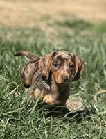 Choco dapple girl , a female Miniature Dachshund for sale in Fredericksburg, VA – Photo 1 of 3