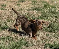 Choco dapple girl , a female Miniature Dachshund for sale in Fredericksburg, VA – Photo 2 of 3