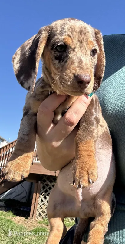 Choco dapple  – Miniature Dachshund puppy for sale in Fredericksburg, VA