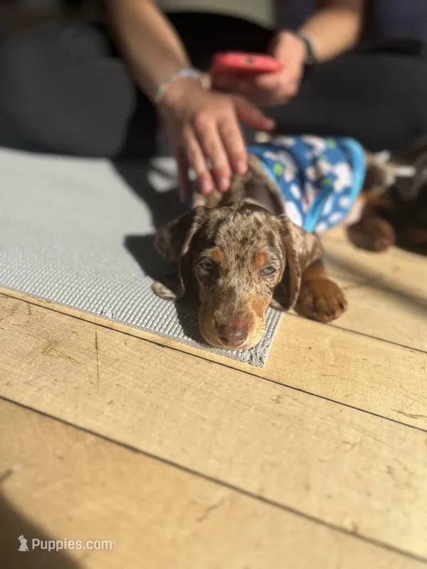 Choco dapple  – Miniature Dachshund puppy for sale in Fredericksburg, VA