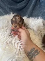 Choco dapple boy, a male Miniature Dachshund for sale in Fredericksburg, VA – 3 of 3