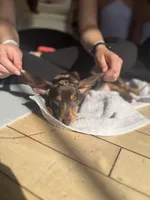 Choco dapple  dark , a female Miniature Dachshund for sale in Fredericksburg, VA – Photo 6 of 6