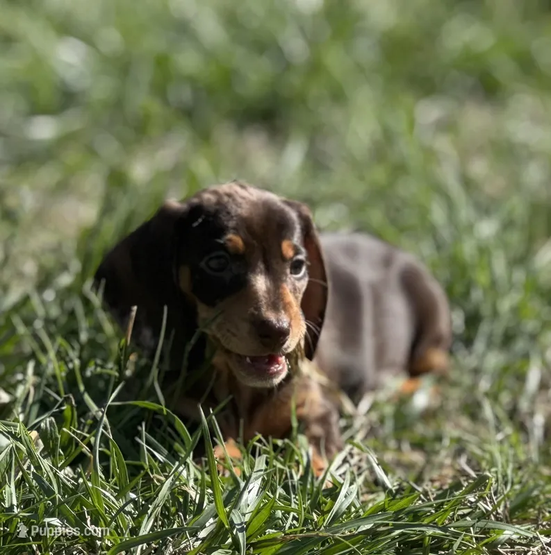 Choco dapple split dark  – Miniature Dachshund puppy for sale in Fredericksburg, VA