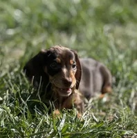 Choco dapple split dark , a female Miniature Dachshund for sale in Fredericksburg, VA – Photo 1 of 3