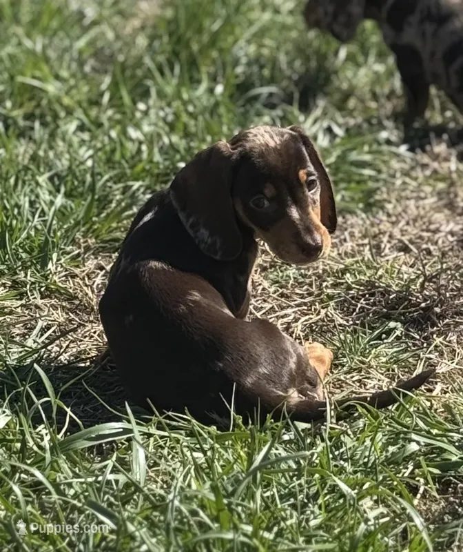 Choco dapple  dark  – Miniature Dachshund puppy for sale in Fredericksburg, VA
