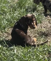 Choco dapple split dark , a female Miniature Dachshund for sale in Fredericksburg, VA – Photo 2 of 3