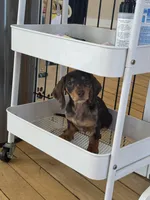 Choco dapple  dark , a female Miniature Dachshund for sale in Fredericksburg, VA – Photo 4 of 6