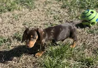 Choco dapple split dark , a female Miniature Dachshund for sale in Fredericksburg, VA – Photo 3 of 3