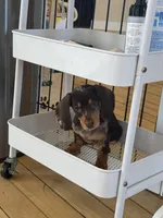 Choco dapple  dark , a female Miniature Dachshund for sale in Fredericksburg, VA – Photo 1 of 6