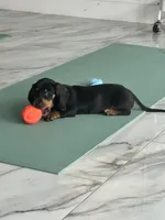 Black tan boy , a male Miniature Dachshund for sale in Fredericksburg, VA – 2 of 5