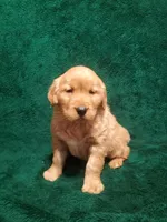 Cooper, a male Golden Retriever for sale in New Haven, IN – Photo 2 of 3