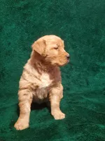 Cooper, a male Golden Retriever for sale in New Haven, IN – Photo 3 of 3