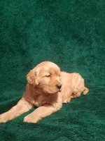 Cooper, a male Golden Retriever for sale in New Haven, IN – Photo 1 of 3