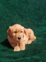 Milo, a male Golden Retriever for sale in New Haven, IN – Photo 3 of 3