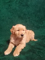 Milo, a male Golden Retriever for sale in New Haven, IN – Photo 1 of 3