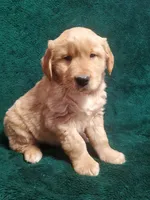 Milo, a male Golden Retriever for sale in New Haven, IN – Photo 2 of 3