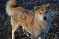 Tanaka, a male Shiba Inu for sale in Lawrence, KS – 5 of 5