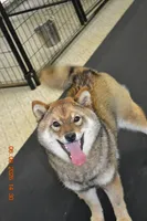 Goldkress Me Espresso (MIA), a female Shiba Inu for sale in Lawrence, KS – 4 of 4