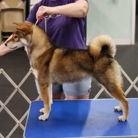 cream female, a female Shiba Inu for sale in Lawrence, KS – 3 of 5
