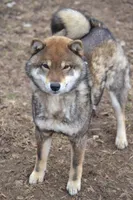 Goldkress Video Killed The Radio Star (BUG), a male Shiba Inu for sale in Lawrence, KS – 3 of 4