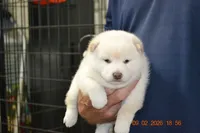 cream female, a female Shiba Inu for sale in Lawrence, KS – 2 of 6