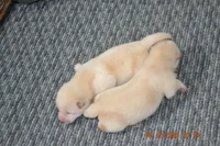 cream female, a female Shiba Inu for sale in Lawrence, KS – 5 of 5