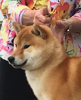 PEPPER, a male Shiba Inu for sale in Lawrence, KS – 3 of 3