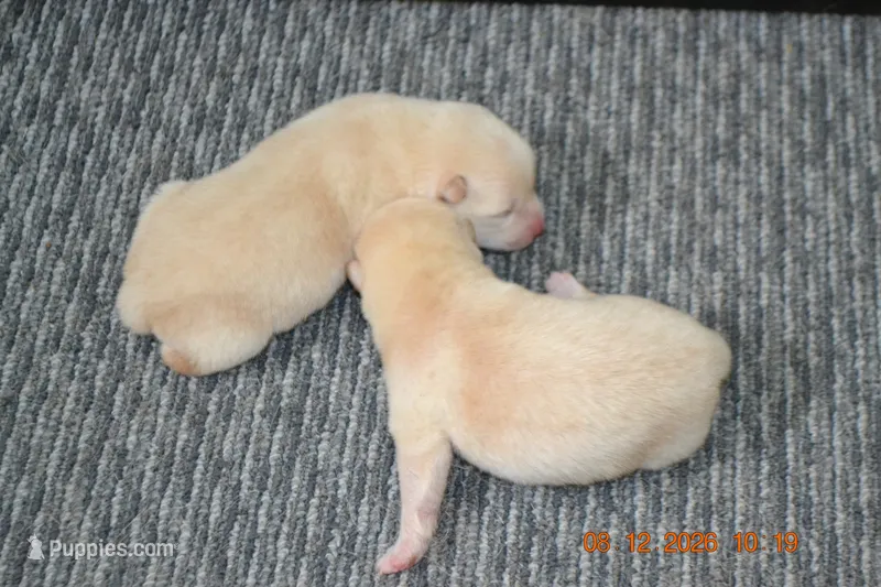 cream male – Shiba Inu puppy for sale in Lawrence, KS