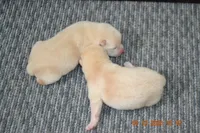 cream male, a male Shiba Inu for sale in Lawrence, KS – 5 of 5
