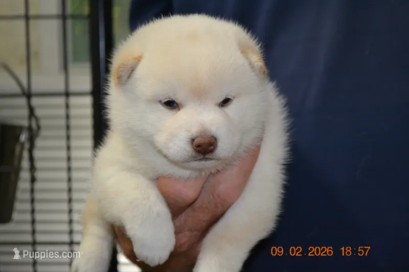 cream female – Shiba Inu puppy for sale in Lawrence, KS