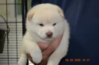 cream female, a female Shiba Inu for sale in Lawrence, KS – 1 of 6