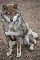 Goldkress Video Killed The Radio Star (BUG), a male Shiba Inu for sale in Lawrence, KS – 2 of 4