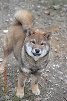 Goldkress Me Espresso (MIA), a female Shiba Inu for sale in Lawrence, KS – 2 of 4