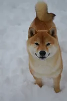 PEPPER, a male Shiba Inu for sale in Lawrence, KS – 2 of 3