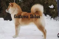 Tanaka, a male Shiba Inu for sale in Lawrence, KS – 2 of 5