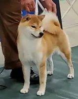 Tanaka, a male Shiba Inu for sale in Lawrence, KS – 3 of 5