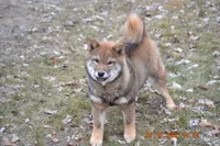 Goldkress Me Espresso (MIA), a female Shiba Inu for sale in Lawrence, KS – 3 of 4