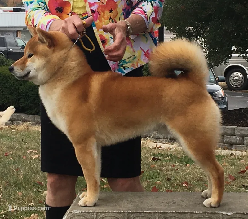 PEPPER – Shiba Inu puppy for sale in Lawrence, KS