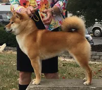 PEPPER, a male Shiba Inu for sale in Lawrence, KS – 1 of 3